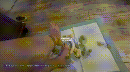 【领主老大】第一视角玉足水果沙拉制作喂食 YC-240709-5封面图
