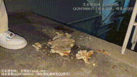 【桃子姐姐】空军一号做狗粮（下）~ YC-241226-6封面图